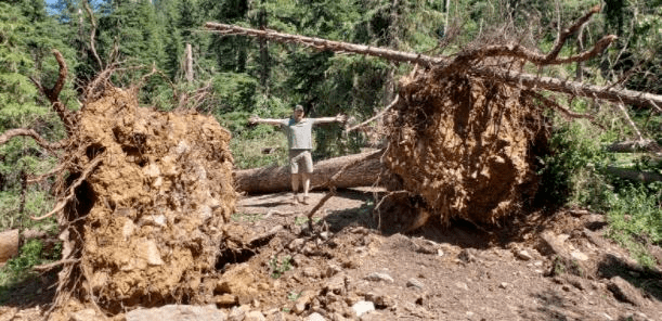 Surviving A Tornado