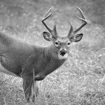 Tagging A Deer In North Dakota