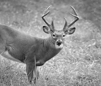 Tagging A Deer In North Dakota