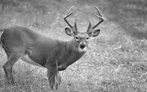 Tagging A Deer In North Dakota