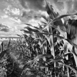 Corporate Farming Laws In North Dakota